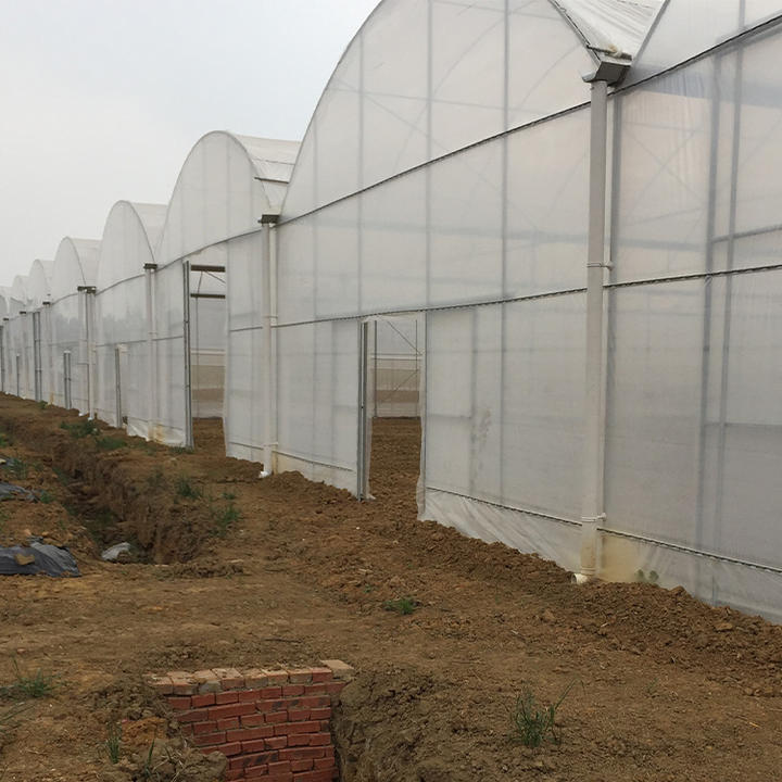 Hot galvanized steel pipe high tunnel hydroponics multispan greenhouse for agriculture farming Custom Manufacturing