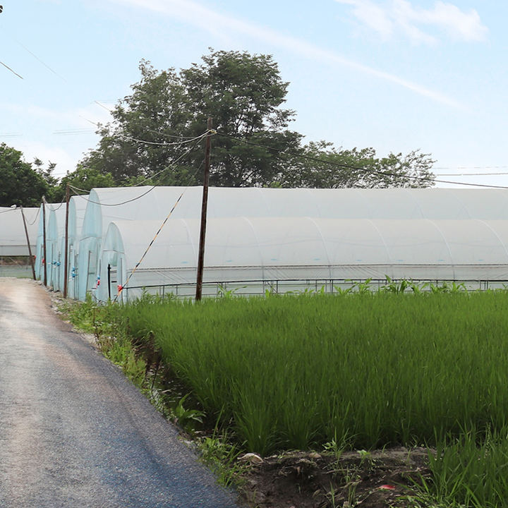 Hydroponic Growing Systems Greenhouse Plastic Film Low Cost Greenhouse Agriculture Plastic Greenhouse