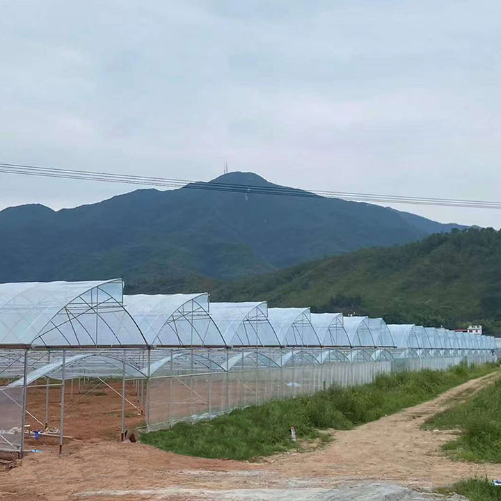 Hydroponic system polytunnel house plastic film tomato  multispan agriculture greenhouse