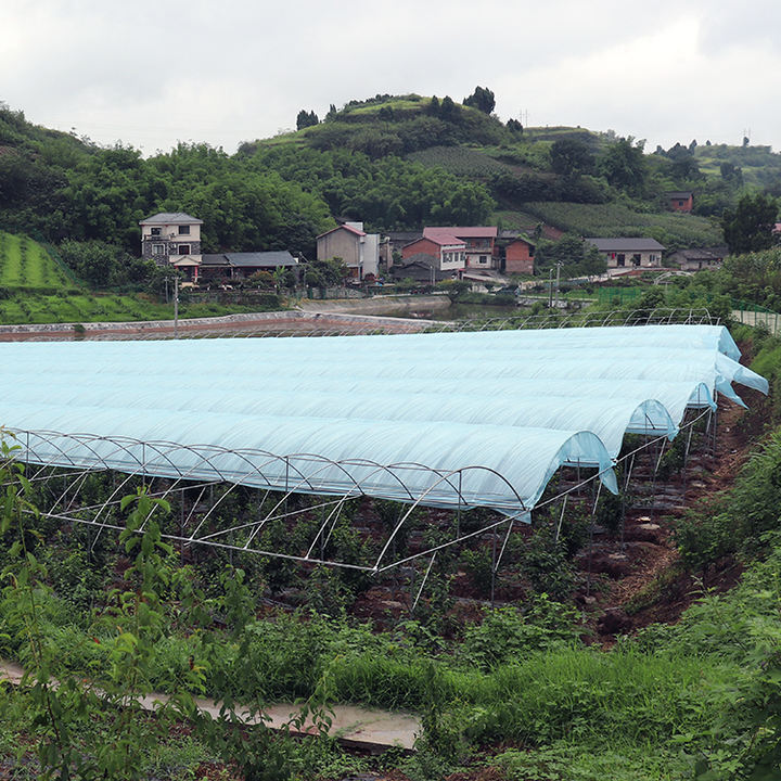 Hydroponic system polytunnel house plastic film tomato  multispan agriculture greenhouse