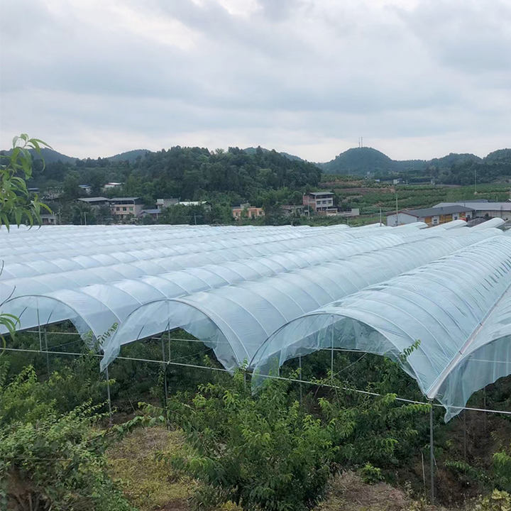 Hydroponic system polytunnel house plastic film tomato  multispan agriculture greenhouse