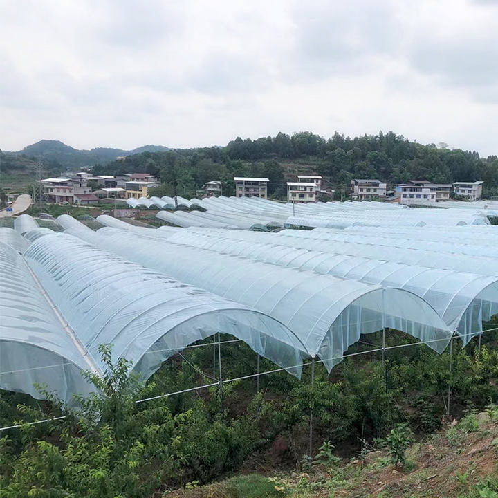 Hydroponic system polytunnel house plastic film tomato  multispan agriculture greenhouse