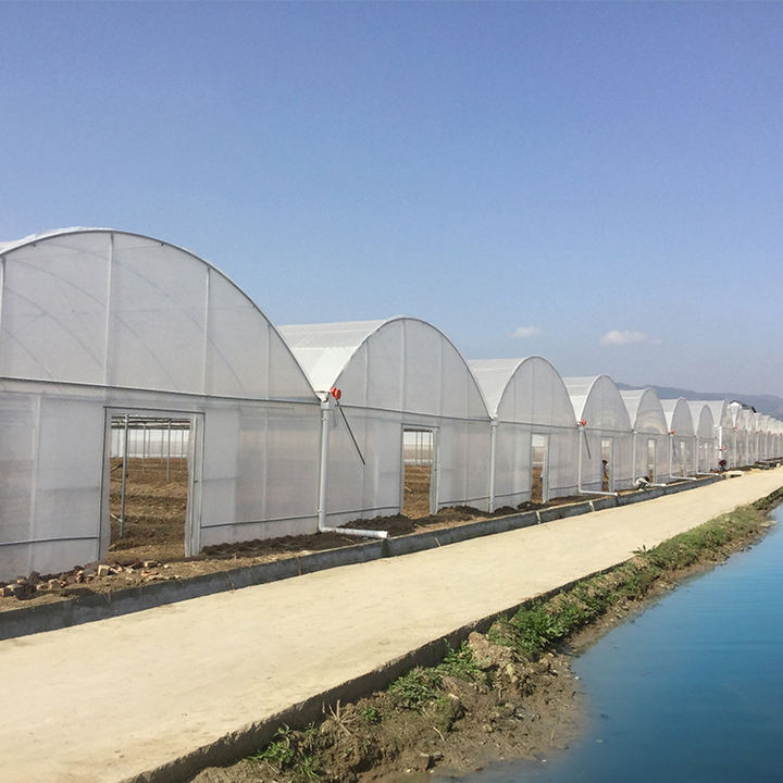 Hydroponic system polytunnel house plastic film tomato  multispan agriculture greenhouse