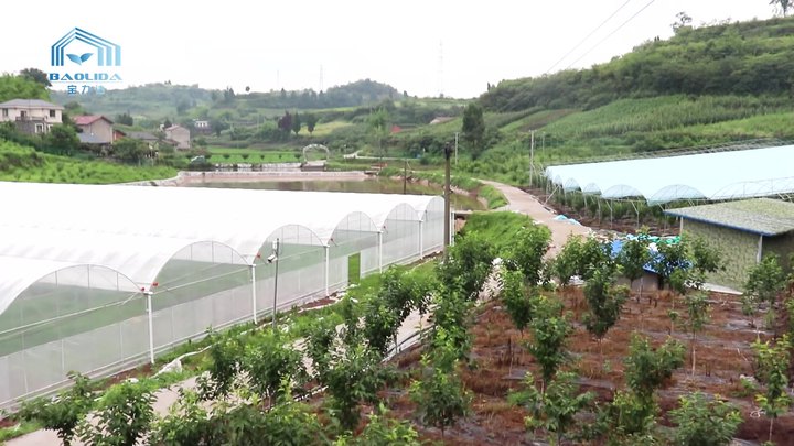 Large multispan agricultural greenhouse tunnel side vent round arch multispan poly greenhouse