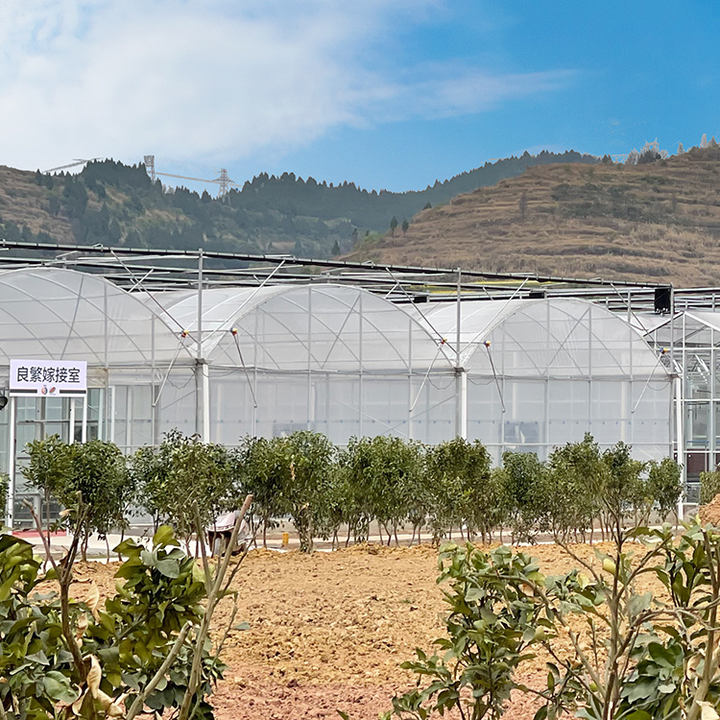 Low Cost Large Commercial Hydroponic Poly Film Arch Tunnel Type Agriculture Vegetable Multi-span Tomato Greenhouse Factory Wholesale Excellence