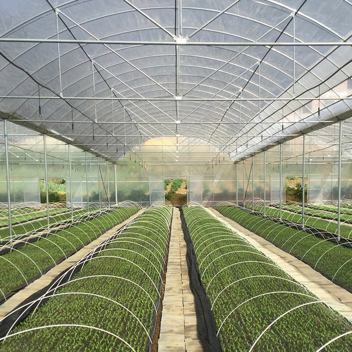 Low Cost Large Commercial Hydroponic Poly Film Arch Tunnel Type Agriculture Vegetable Multi-span Tomato Greenhouse Factory Wholesale Excellence