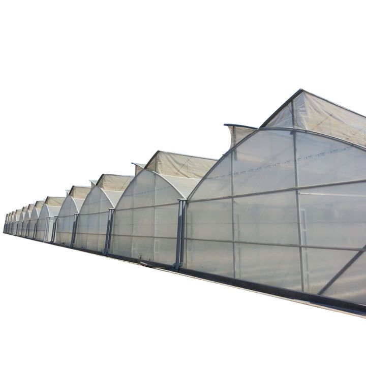 Multi-span Agricultural Greenhouses Galvanized Steel Frame Butterfly Roof Vent Greenhouse For Vegetables Manufacturing Solutions