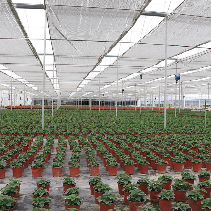 Multispan Tomato Big Intelligent Nursery Uv Film Hoop house Flower Greenhouses Dome Farming Price For Agriculture