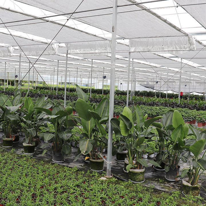 Multispan Tomato Big Intelligent Nursery Uv Film Hoop house Flower Greenhouses Dome Farming Price For Agriculture