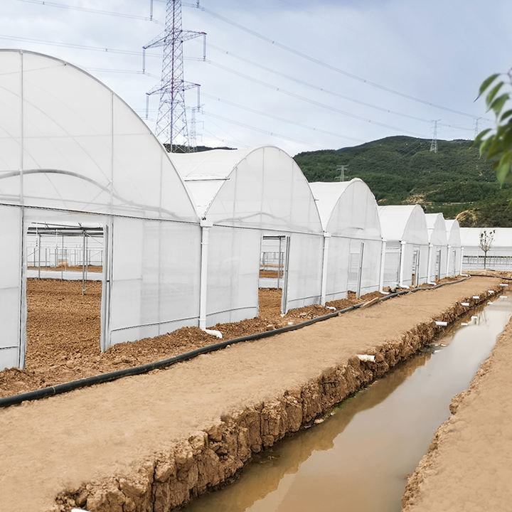 Multispan Tomato Vegetable Plastics Tunnel House Agricultural Greenhouse For Mushroom China Factory Supply