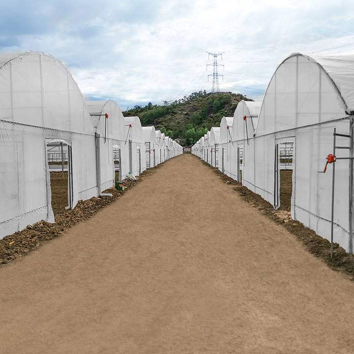 Multispan Tomato Vegetable Plastics Tunnel House Agricultural Greenhouse For Mushroom China Factory Supply