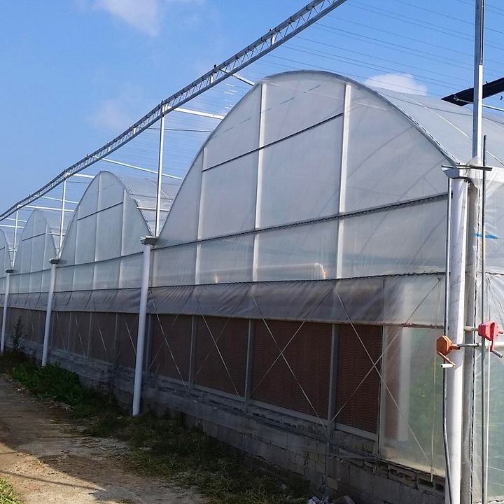 Plastic Shed Automatic Agriculture Multispan Plastic Film Greenhouse Tunnel Greenhouse For Vegetables