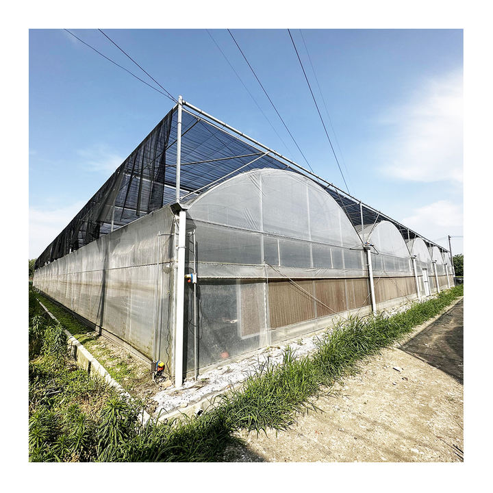 Plastic film top ventilation multi span steel frame structure greenhouse agriculture tomato multispan greenhouse Made in China Factory Manufacturer