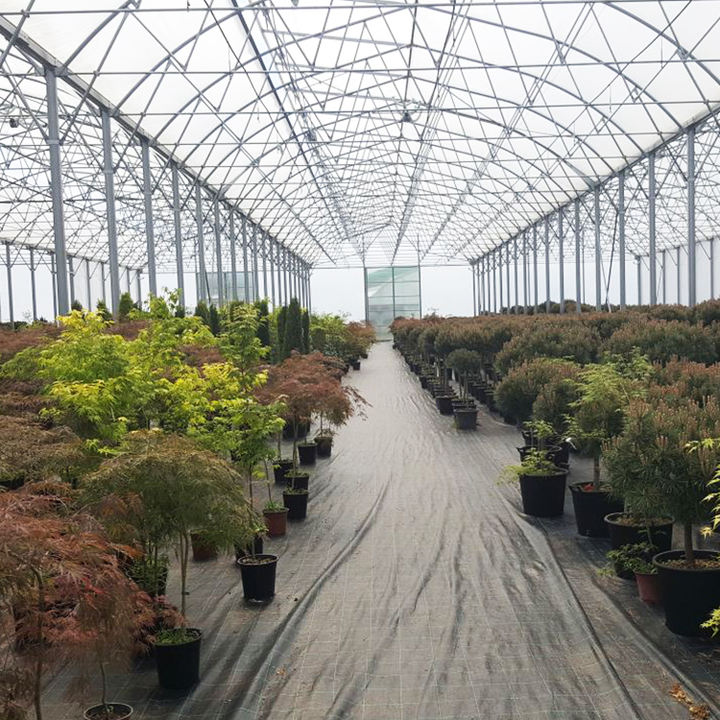 Plastic film top ventilation multi span steel frame structure greenhouse agriculture tomato multispan greenhouse Made in China Factory Manufacturer