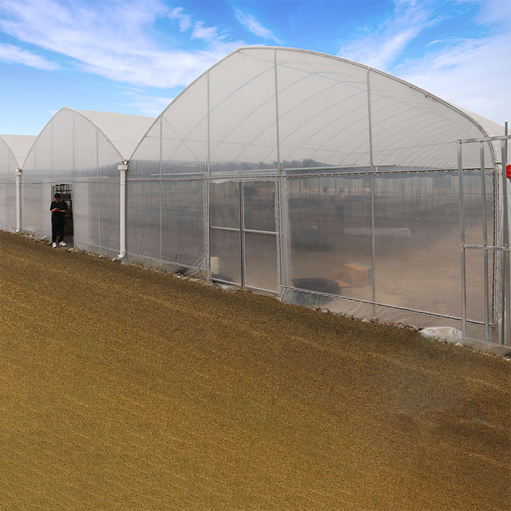 Plastic film top ventilation multi span steel frame structure greenhouse agriculture tomato multispan greenhouse Made in China Factory Manufacturer