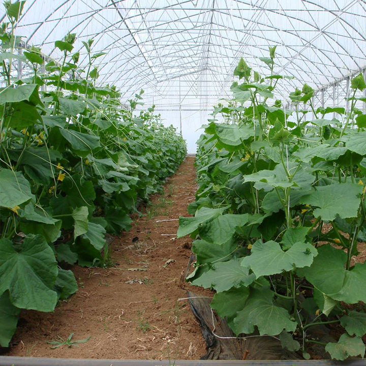 Plastic film top ventilation multi span steel frame structure greenhouse agriculture tomato multispan greenhouse Made in China Factory Manufacturer