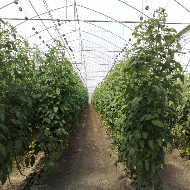 Professional Manufacturers Chinese Agricultural Intelligent Film Serre Invernadero Multi-span Tomato Greenhouse Structure