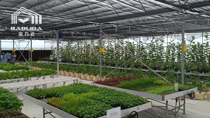 Professional environment controller cooling ventilation system plastic film multispan greenhouse for vegetables growing