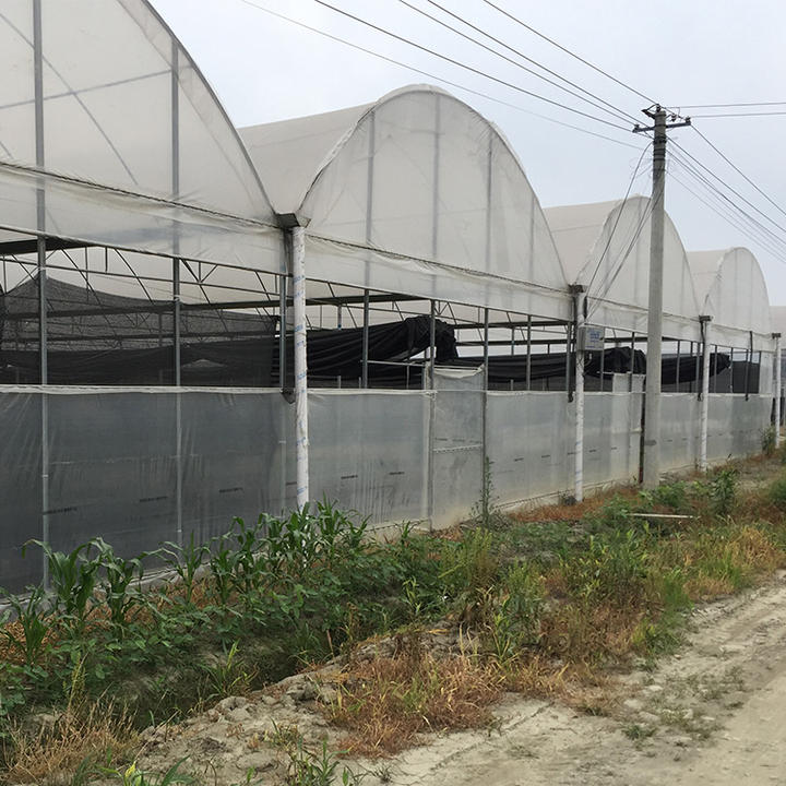 Professional environment controller cooling ventilation system plastic film multispan greenhouse for vegetables growing