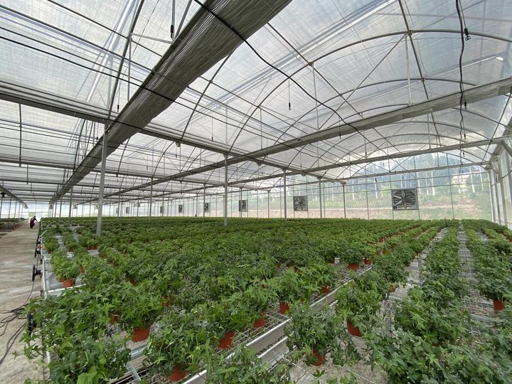 Rolling benches seedling greenhouse structure galvanized steel multi-span greenhouses for agriculture Discount Wholesale
