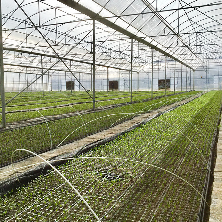 Strawberry greenhouse multi-span greenhouses multi span plastic film agricultural greenhouses Rapid Production Solutions Manufacturer