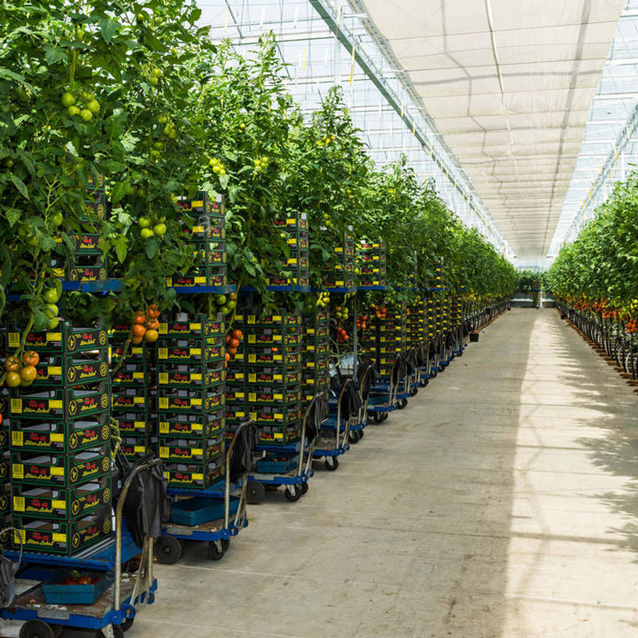 Strawberry greenhouse multi-span greenhouses multi span plastic film agricultural greenhouses Rapid Production Solutions Manufacturer