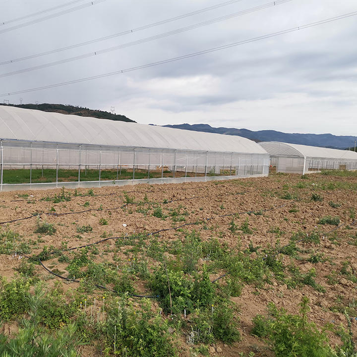 Temperature regulation climate control agriculture productive side ventilation system agriculture multispan greenhouse