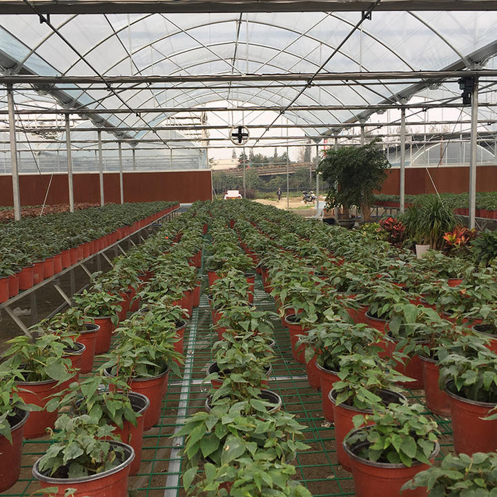 Temperature regulation climate control agriculture productive side ventilation system agriculture multispan greenhouse