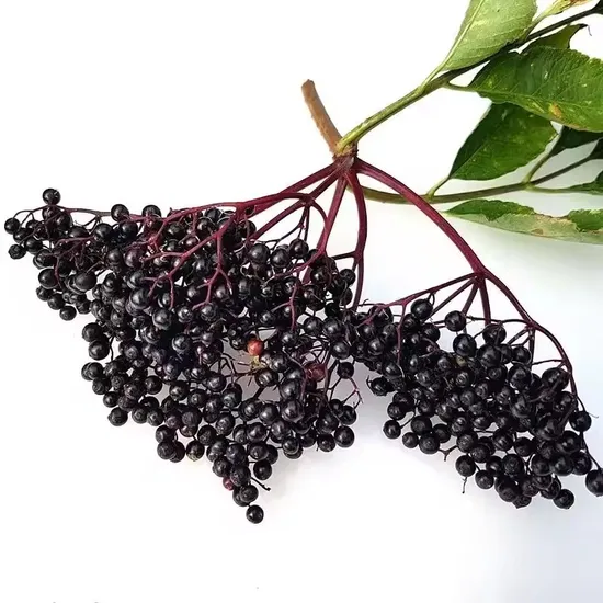 OEM/ODM Vitamins C and D Children′s Elderberry Fructose, Improve Immunity and Memory Elderberry Fruit Gummies