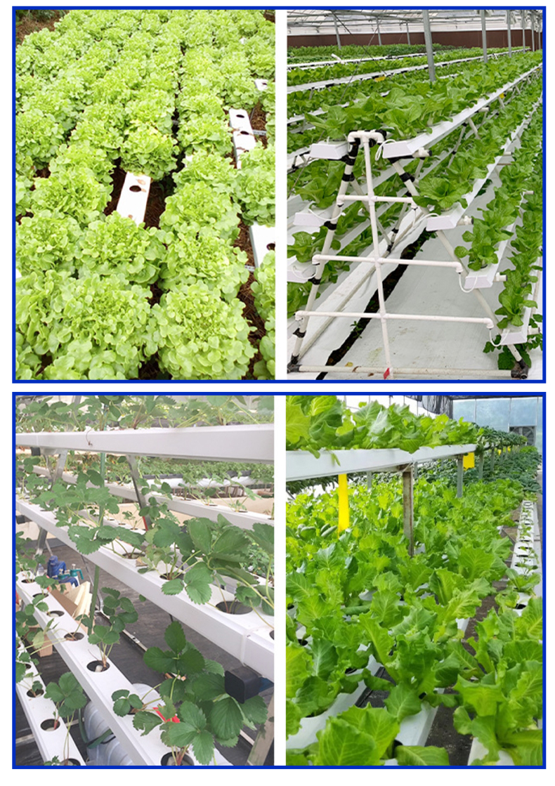 Agriculture Farm Complete Nft Channel Hydroponic Growing System Greenhouse Hydroponic Equipment For Lettuce