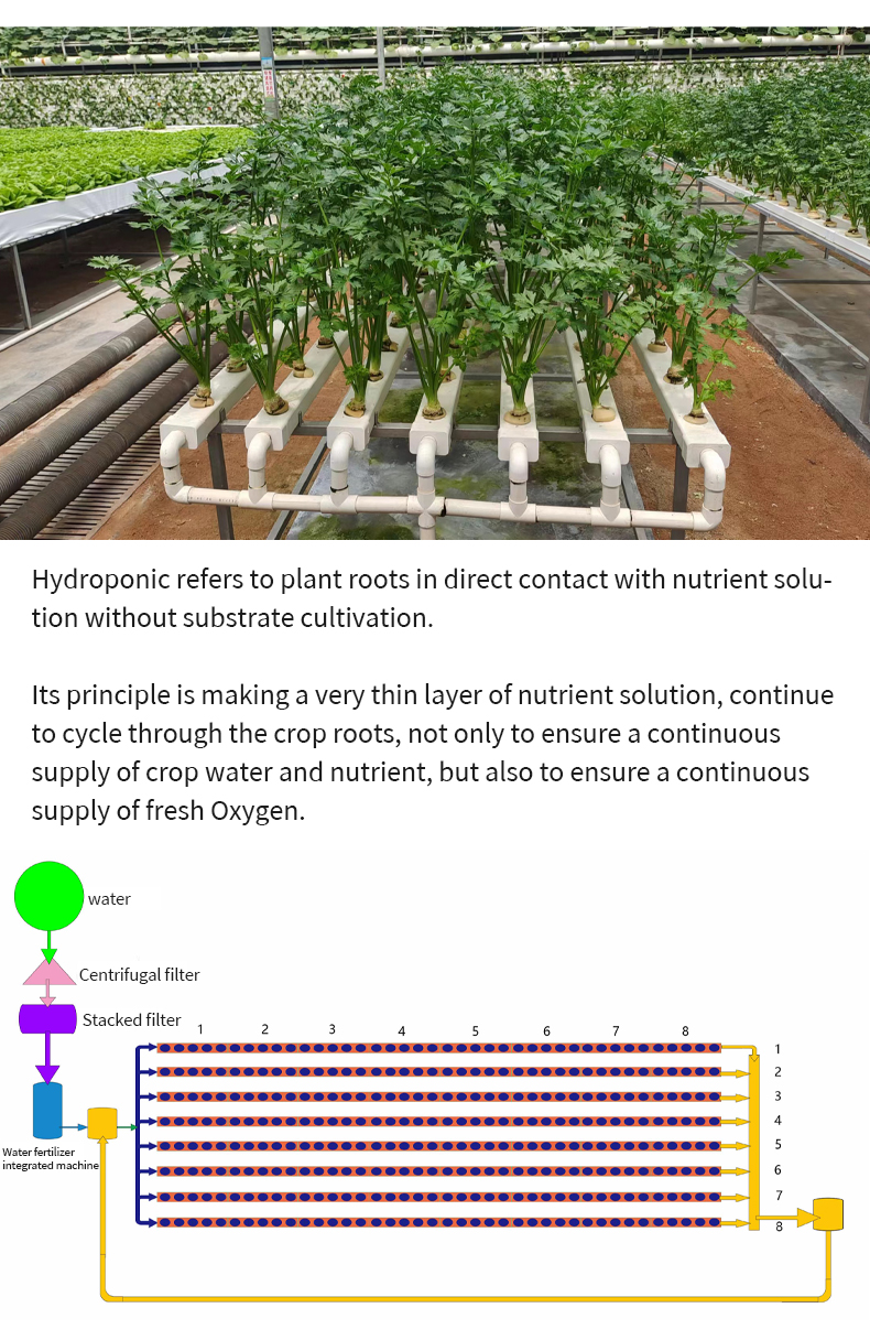 Agriculture Farm Complete Nft Channel Hydroponic Growing System Greenhouse Hydroponic Equipment For Lettuce