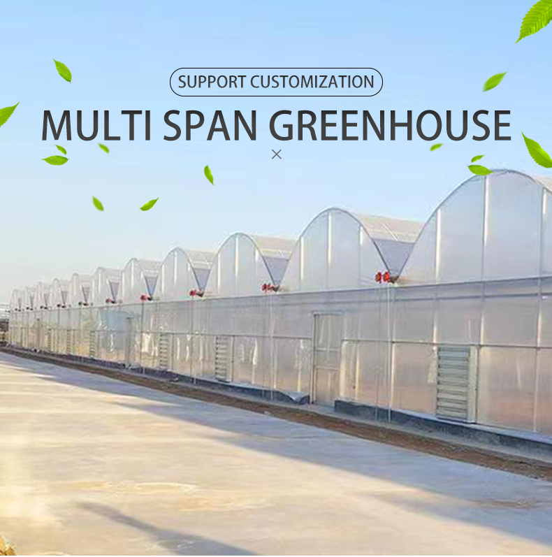 Agricultural Greenhouse Commercial Economic Tunnel Plastic Film Tomato Greenhouse Manufacturing & Supply