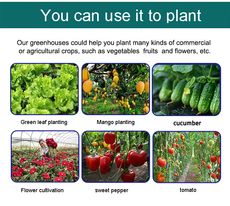 Small 10*30m Double-Layer Intelligent Greenhouse Agriculture Economic Hydroponic PE Stable Galvanized Steel Frame Garden Plants Industrial Supplier