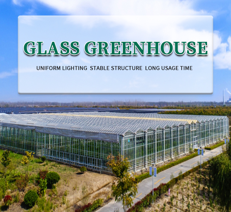 Venlo Greenhouse Glass Greenhouse Galvanized With Steel Frame Hydroponic Growing System In-solar Agricultural Greenhouse China Factory Supply Services